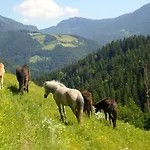 Kamp Forest Mozirje