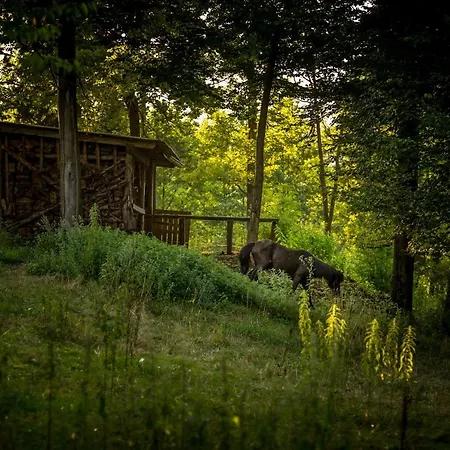 Forest Kemping Mozirje
