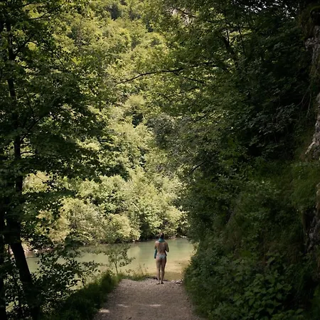 Forest Mozirje