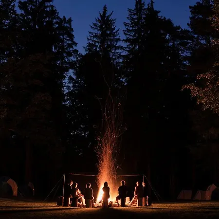 Campsite Forest