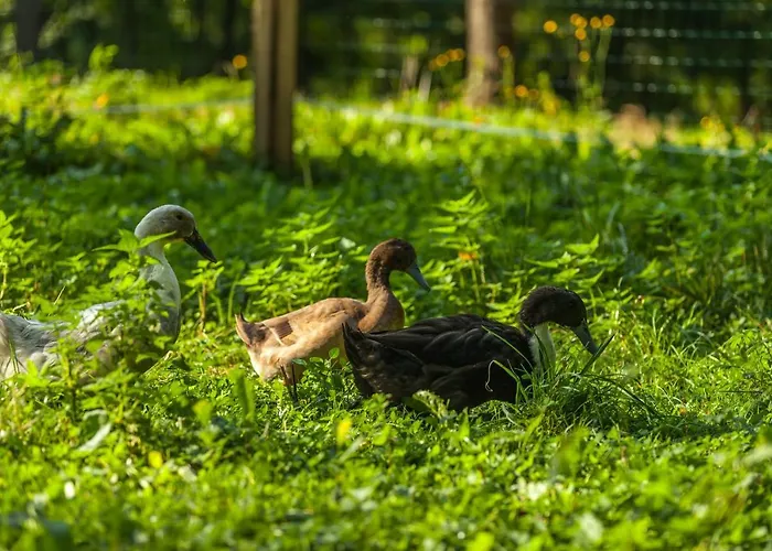 Campingplatz Forest 2*