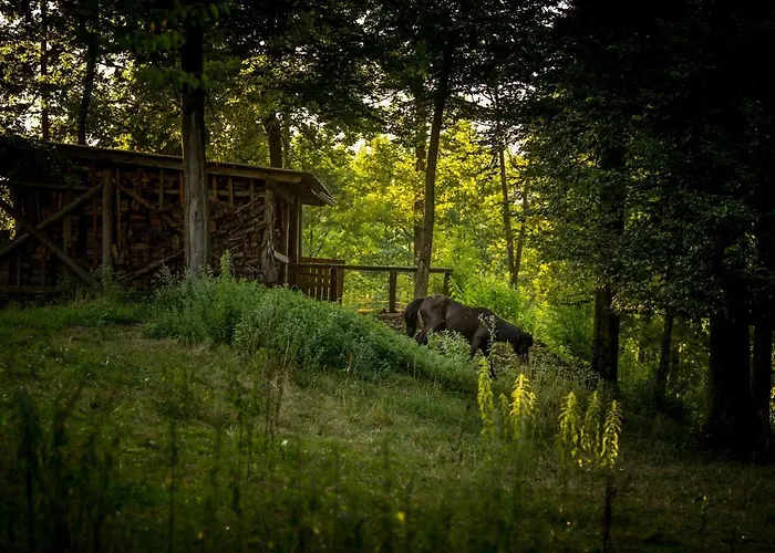 Forest キャンプ場 モジリェ